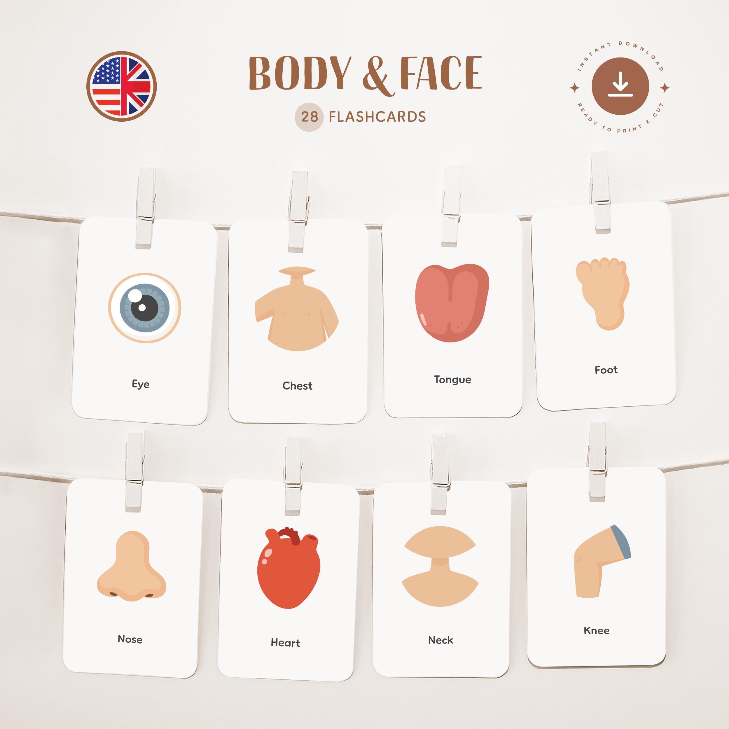 BODY - FAIR • English • Printable Flashcards • Three-part Montessori ...