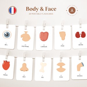 BODY - FAIR • フランス語 • 印刷可能なフラッシュカード • 3部構成のモンテッソーリカード • 命名法