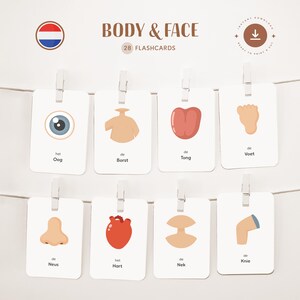 BODY - FAIR • Dutch • Printable Flashcards • Three-Part Montessori Cards • Nomenclature
