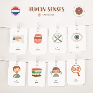 SENTIDOS HUMANOS • Holandés • Fichas para imprimir • Fichas Montessori de tres partes • Nomenclatura