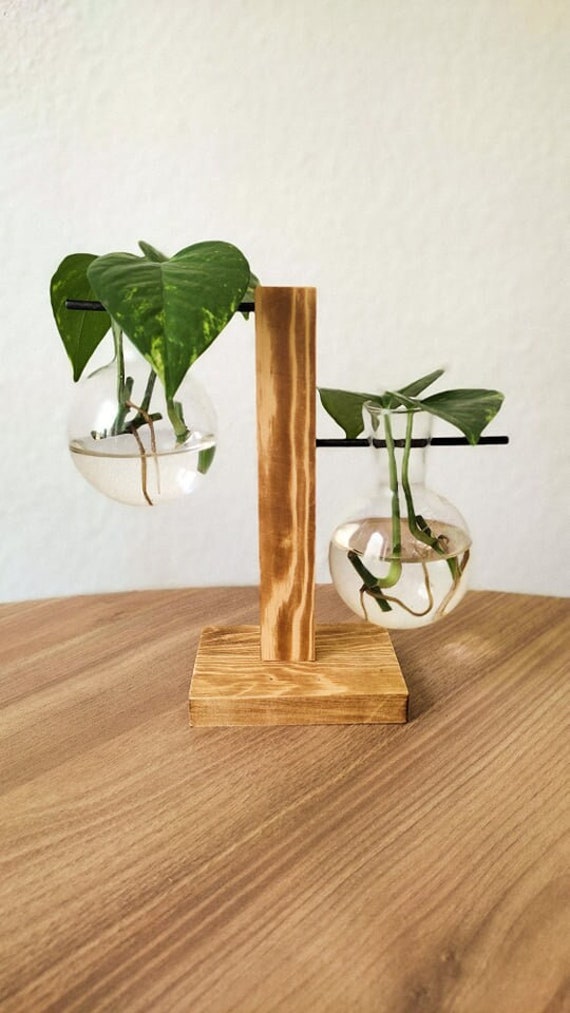 Bouture Golden Pothos