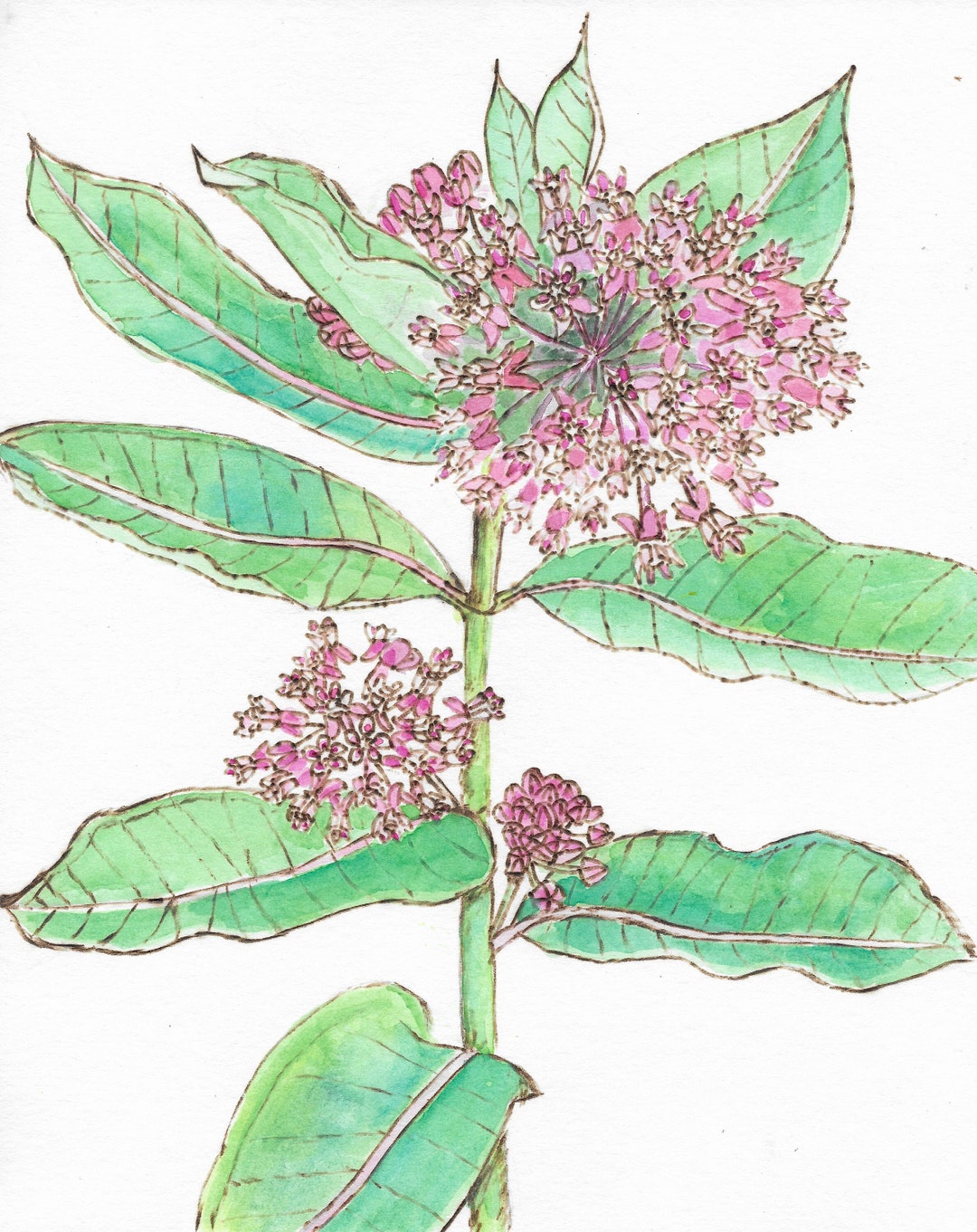 Asclepias Syriaca Common Milkweed Pyrography and Watercolor Original, Print, or Greeting Card - Etsy