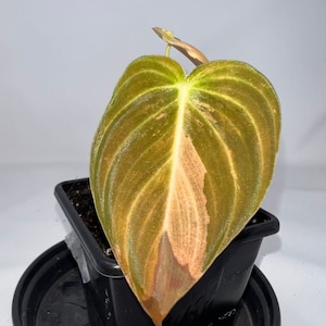 Philodendron Melanochrysum variegata - IRELAND