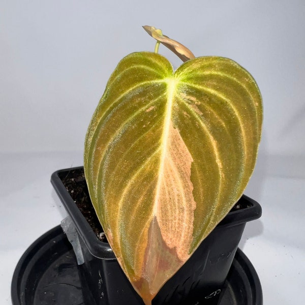 Philodendron Melanochrysum variegata - IRELAND