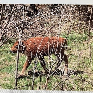 Buffalo Photo Note Card Set: Black Hills, South Dakota
