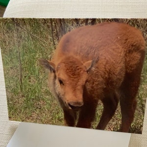 Buffalo baby notitiekaarten set van 4