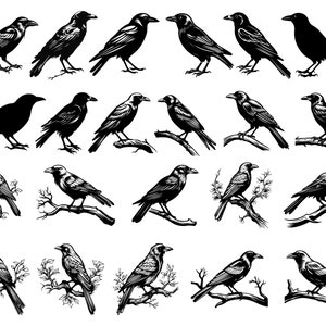 CROW SVG-bundel, kraai SVG, instant download, Svg-bestanden voor de Cricut, kraai ClipArt, vogel Svg, vogel ClipArt, raaf ClipArt, raaf Svg, Cricut