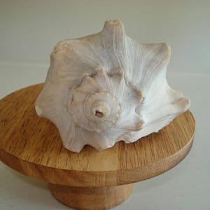 May include: A large, off-white conch shell with a spiral design rests on a small, round wooden pedestal. The shell has a textured surface with subtle pink and gray hues. The pedestal is made of light brown wood.