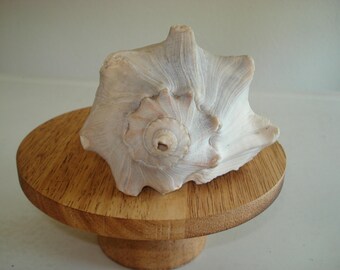 Small Conch Shell/4 1/2 Inches Wide/6 Inches Long