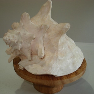 May include: A large, off-white conch shell with a textured surface, mounted on a small, round wooden pedestal. The shell has multiple protrusions and a natural, organic shape, showcasing its intricate details.