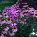 Owner of <a href='https://www.etsy.com/uk/shop/WinterGardenCottage?ref=l2-about-shopname&from_page=listing' class='wt-text-link'>WinterGardenCottage</a>