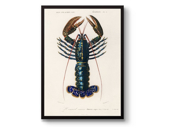 Common Lobster Poster, Vintage Sea Animals Wildlife Print, Crimson Crawfish Wall Art, Home Décor Gift Idea, framed A6 A5 A4 A3 A2 A1