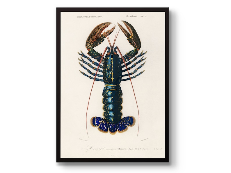 Hummerposter, vintagetryck med havsdjur och vilda djur, väggkonst med röda kräftor, presentidé för heminredning, inramad A6 A5 A4 A3 A2 A1 bild 1