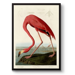 Flamingo species art print A4 –American Flamingo / Lesser Flamingo /  Greater Flamingo / Chilean Flamingo / James's Flamingo /Andean Flamingo