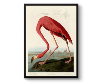 Amerikansk flamingo-affisch, John James Audubon väggkonsttryck, vintage djurliv lounge sovrum heminredning presentidé, inramad A6 A5 A4 A3 A2 A1
