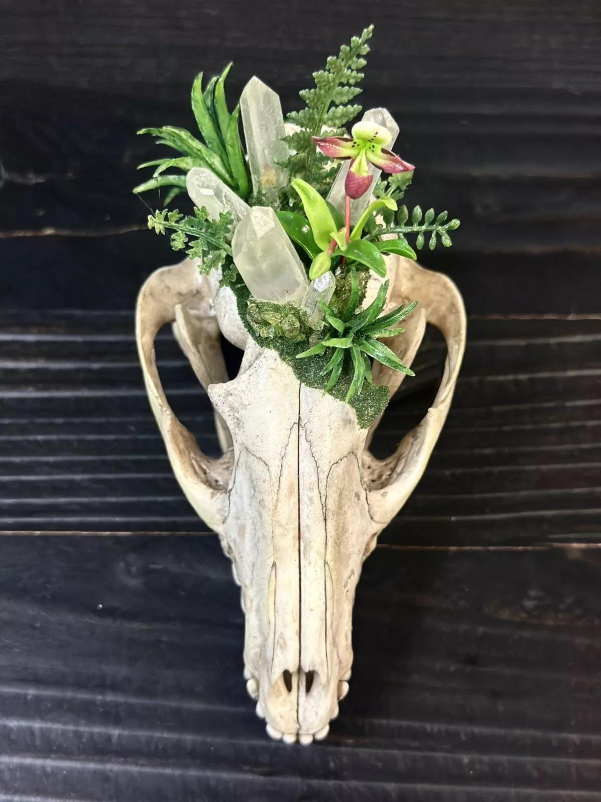 Raccoon Skull. Taxidermy Art. Real Crystal Points. Oddity. Witch Woodland Animal