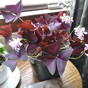 Butterfly Plant (Oxalis Triangularis, Amethyst Sorrel) Bulbs