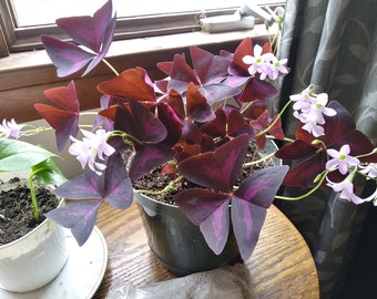 Butterfly Plant (Oxalis Triangularis, Amethyst Sorrel) Bulbs