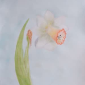Original Botanical watercolor painting, daffodil, fine art water color