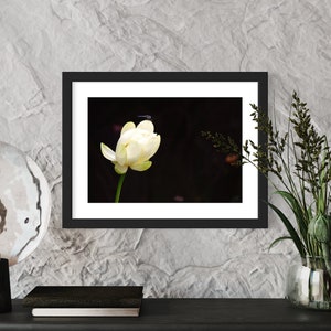 American yellow lotus restful dragonfly photograph