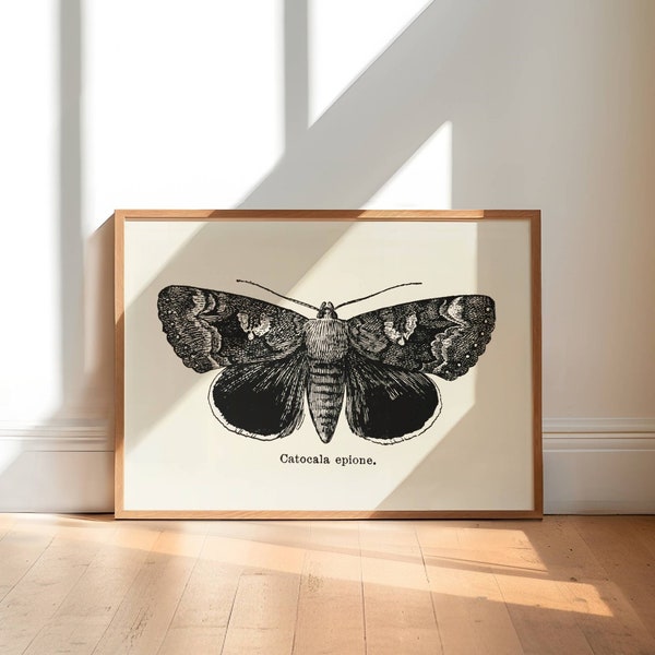 moth study wall art, vintage moth illustration download, witchy decor wall art, dark insect study poster art, print at home entomology art