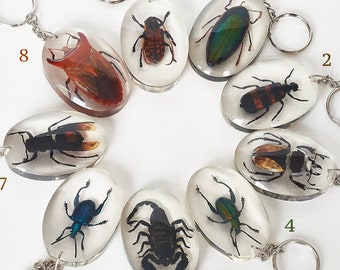 Beetles Bugs Scorpions in Resin. Real Insects In Lucite. Insect Keychain. Lucite Beetle