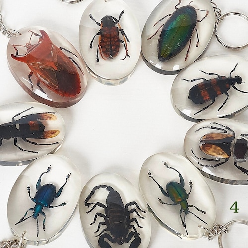 Beetles Bugs Scorpions in Resin. Real Insects in Lucite. - Etsy