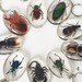 Beetles Bugs Scorpions in Resin. Real Insects in Lucite. | Etsy