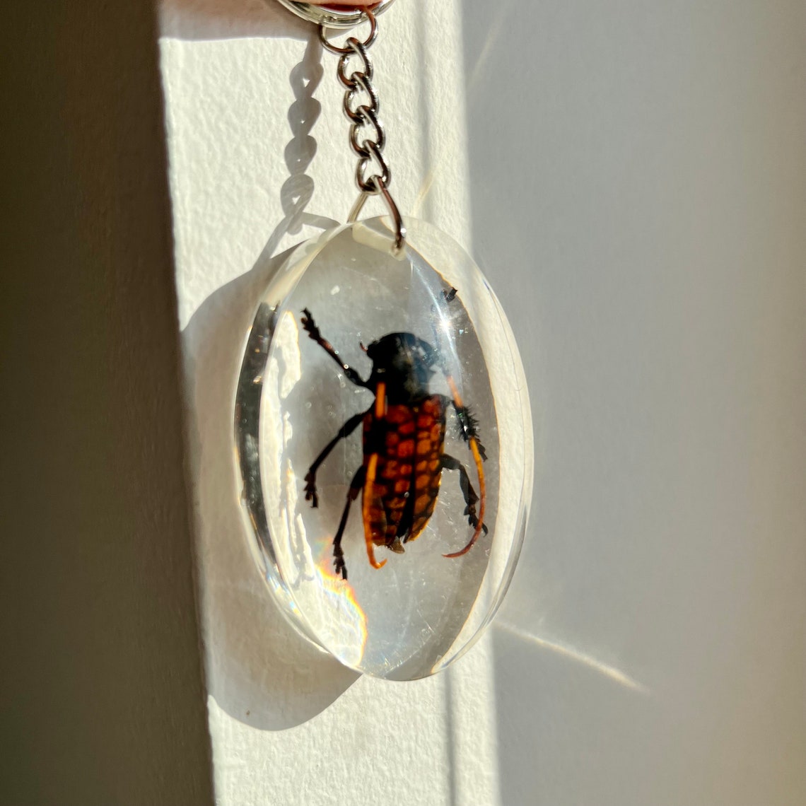 Beetles Bugs Scorpions in Resin. Real Insects in Lucite. Insect ...