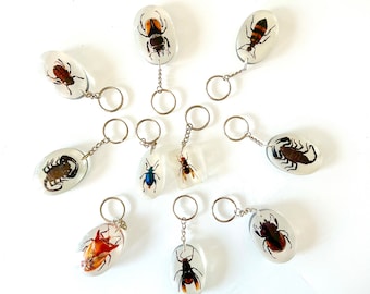 May include: A collection of insect keychains encased in clear resin. The keychains feature various insects, including beetles, scorpions, and wasps, with silver-colored key rings. The insects are preserved in oval-shaped resin blocks.