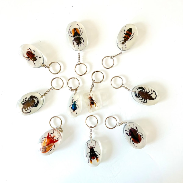 Beetles Bugs Scorpions in Resin. Real Insects In Lucite. Insect Keychain. Lucite Beetle