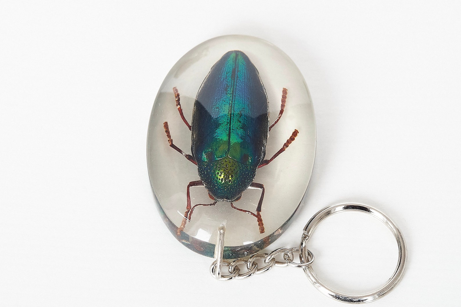 Beetles Bugs Scorpions in Resin. Real Insects in Lucite. - Etsy