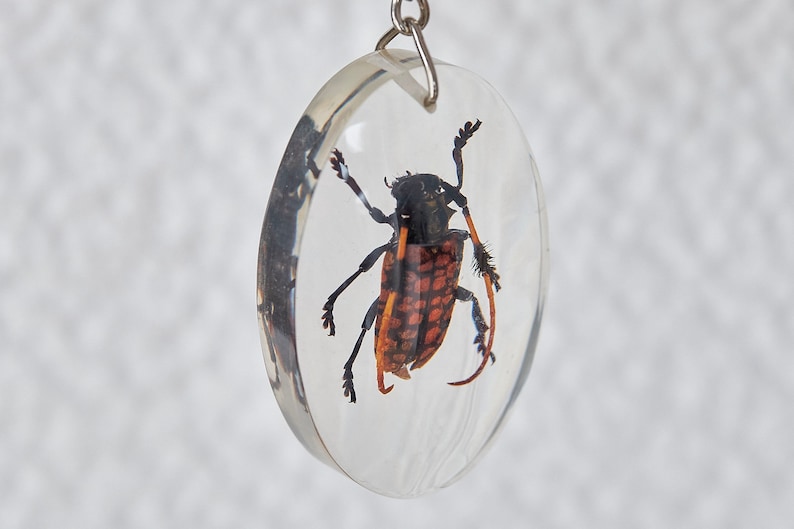 Beetles Bugs Scorpions in Resin. Real Insects in Lucite. Insect ...