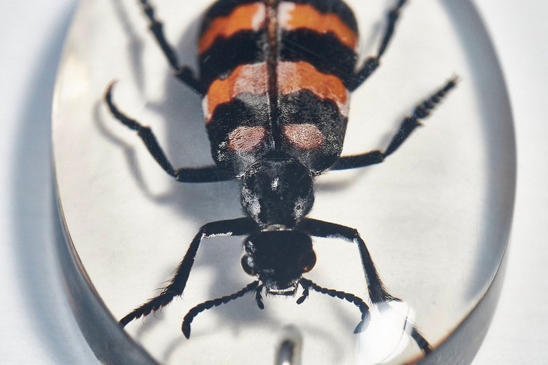 Beetles Bugs Scorpions in Resin. Real Insects in Lucite. - Etsy UK