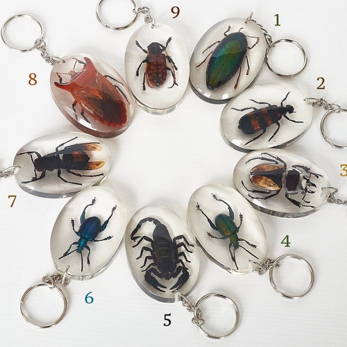 Beetles Bugs Scorpions in Resin. Real Insects in Lucite. Etsy UK