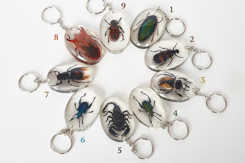 Beetles Bugs Scorpions in Resin. Real Insects in Lucite. - Etsy