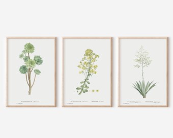 Botanical Prints Set: Vintage Gallery Wall Art (Digital Download 8x10in JPEGs)
