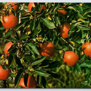May include: A close-up of a tree branch laden with ripe, red apples. The apples are a vibrant red color, contrasting with the green leaves. The image captures the abundance of a fruit harvest.