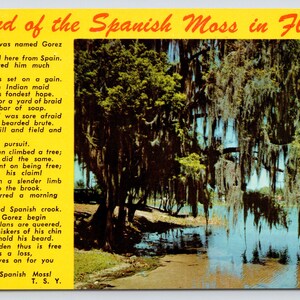 Vintage Postcard, Legend of the Spanish Moss in Florida Poem, c1960s unposted
