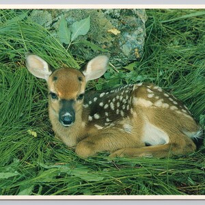 Vintage Postcard, White Tailed Deer, Vintage Wildlife Postcard, Nature Series, c1980s 4x6 unposted
