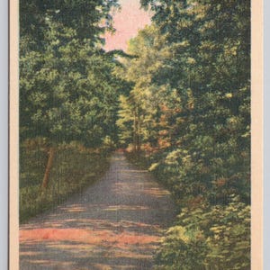 Vintage Postcard, Country Road through Forest Scenery, Unidentified Location Vintage Linen Postcard, c1940s unposted