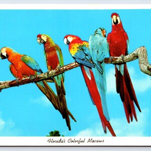 Vintage Postcard, Florida&#39;s Colorful Macaws, Parrot Jungle, South Miami Florida, c1960s unposted