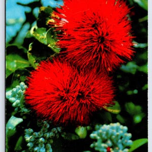 Vintage Postcard, Scarlet Ohia Lehua Flowers, on the Big Island of Hawaii, c1960s unposted