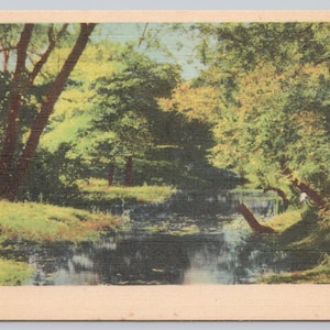 Vintage Postcard, Swampland Scenery, Unidentified Location Vintage Linen Postcard, c1940s unposted