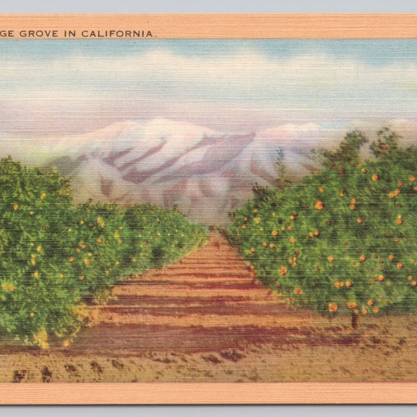 Vintage Postcard, Orange Grove in California, Vintage California Orange Grove Postcard, 1940s unposted