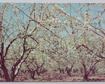 Vintage Postcard, Apple Blossoms in the Central Oregon Valley, c1960s unposted