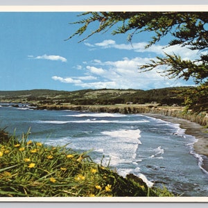 Vintage Postcard, Buttercups & Coastline View in Northern California, c1980s 4x6 unposted