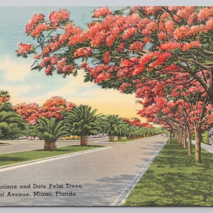 Vintage Postcard, Royal Poinciana and Date Palm Trees, South Miami Avenue, Miami Florida, c1940s unposted