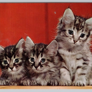 Vintage Postcard, Three Little Kittens who lost their mittens, c1960s unposted imagem 1