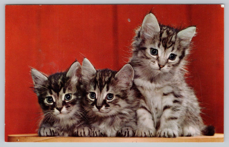 Vintage Postcard, Three Little Kittens who lost their mittens, c1960s unposted imagem 1